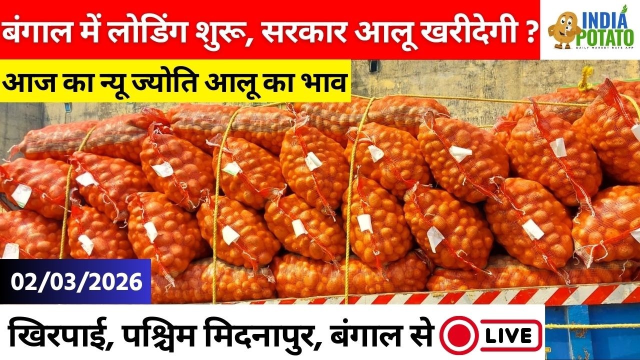02/03/2026 : बंगाल की खिरपाई का आज का न्यू ज्योति आलू का भाव | New Potato Price in West Bengal