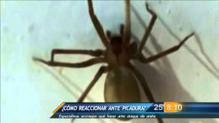 Las Noticias - ¿Cómo reaccionar ante una picadura de araña?