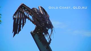 Surfing Cyclone Uesi - Snapper Rocks And Kirra