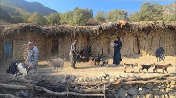 "Rural and nomadic life in Iran | Sheep grazing and suckling little lambs"