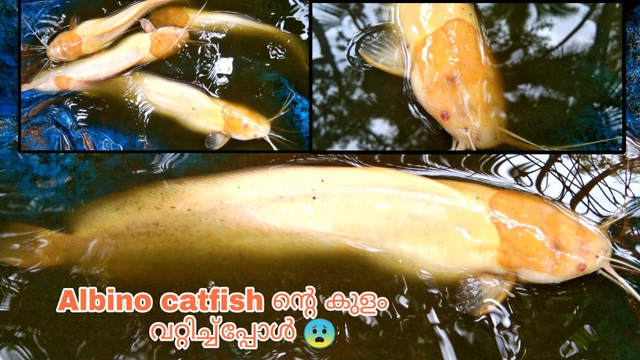Albino catfish inte water change ചെയ്തപ്പോൾ😰 Aqua Tips Malayalam YouTube
