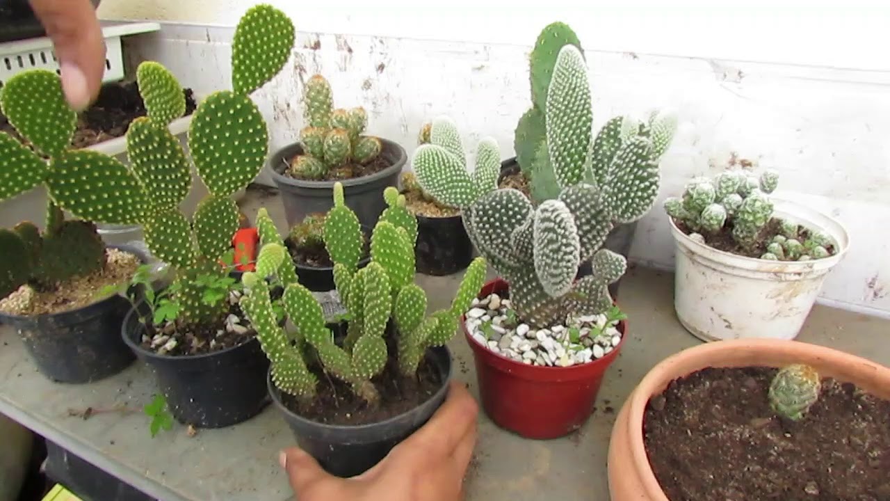 Como reproduzir os seus cactos de maneira fácil e rápida. Tenha um jardim de cactos! 🌵 Como reproduzir os seus cactos de maneira fácil e rápida. Tenha um jardim de cactos! 🌵