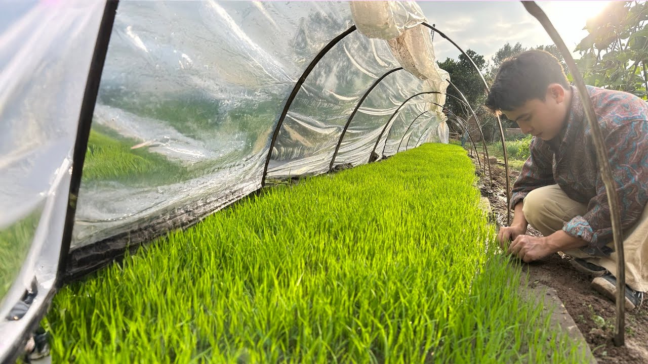 From Seed to Green Fields Growing Rice in Rural Vietnam | Gieo Mạ Cấy Lúa