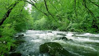 4k Forest River Water Sounds No Birds | River White Noise 10 Hours | Flowing River for Sleep, Relax.
