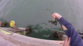 HUGE Trevally, Pinkies and Flathead on Soft Plastics!! screenshot 5