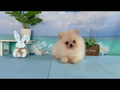ポメラニアン02 - YouTube