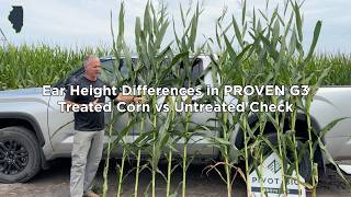 Ear Height Differences in PROVEN G3 Treated Corn vs. Untreated Check