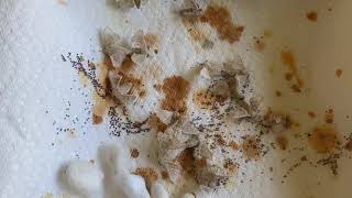 Silkmoths Mating - Part 2