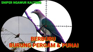 BERBURU BURUNG PERGAM & PUNAI