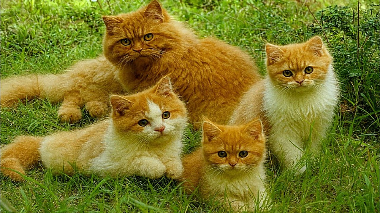 Heartwarming Adorable 🐱 Cats & Kittens Family on Green Grass | Cute ...