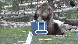 Where bear-proof camping items come to get tested, at the Grizzly and Wolf Discovery Center
