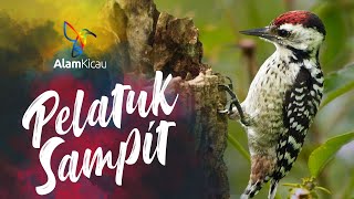 Masteran PELATUK SAMPIT Gacor | SUARA TEMBAKAN Pelatuk BERAS TAJAM panjang KASAR untuk MASTERAN
