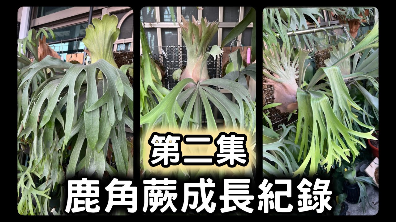 16-18 蕨跡 Jyue Ji_Platyceriun sporeling UGP21ビカクシダ