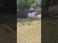 two donkeys are close by eating grass in the yard toronto canada apr 2026