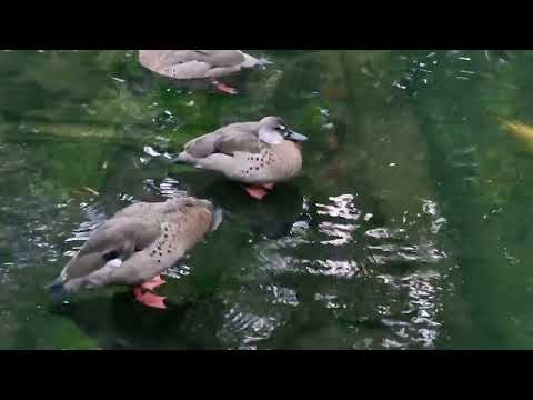 A group of Brazilian teals