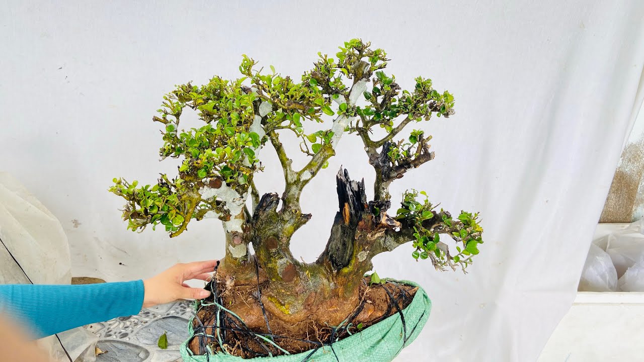 (Cây đã Gl..M812 quýt rừng thiên nhiên 700k. . A/c ưng ý lh 0798571705 Zalo Nga 