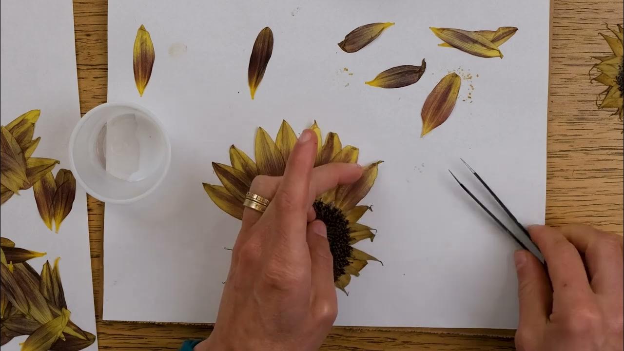 How to Reconstruct Pressed Sunflowers YouTube