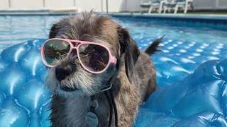 Pet Slideshow Summer 2026