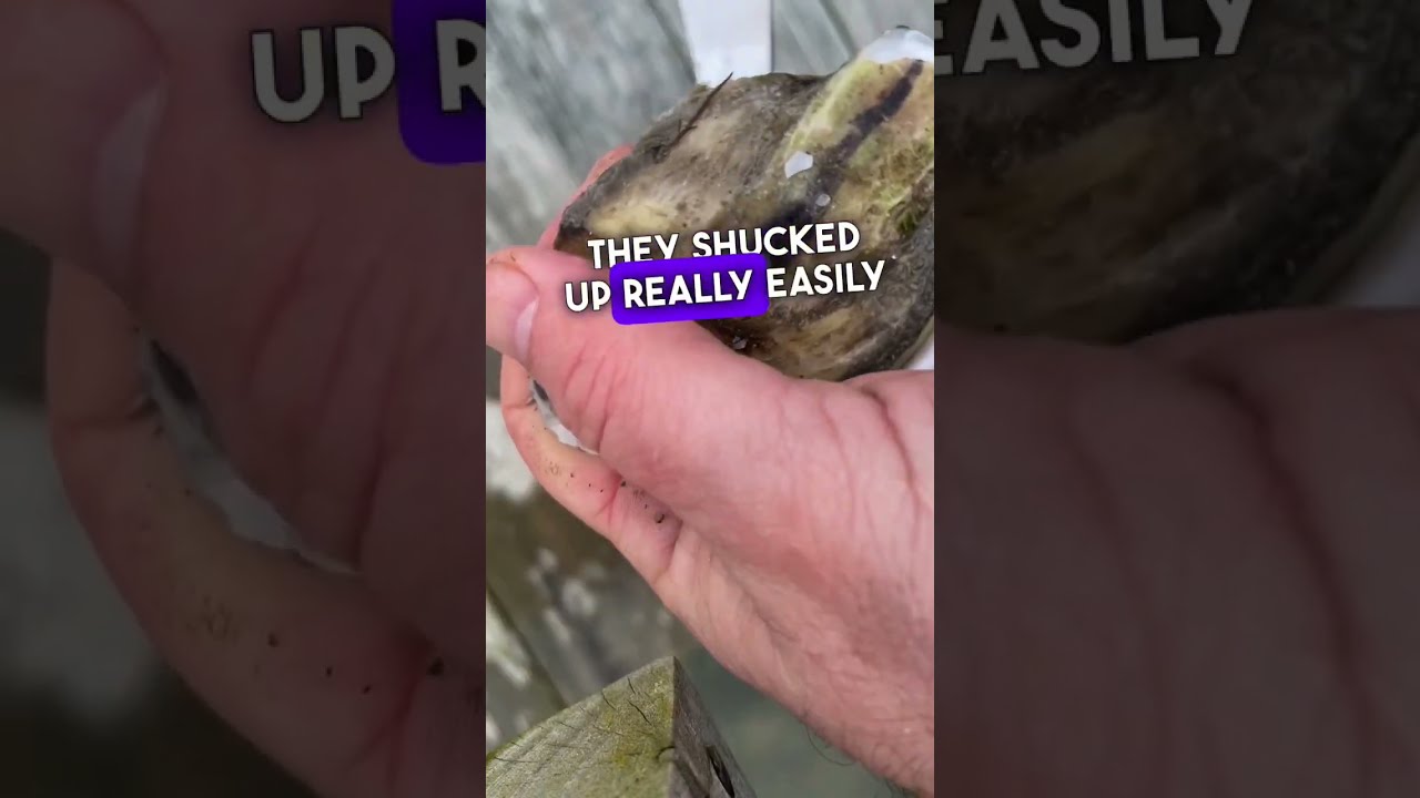 The Best Oysters Ever Real Oyster Cult Reserve Taste Test