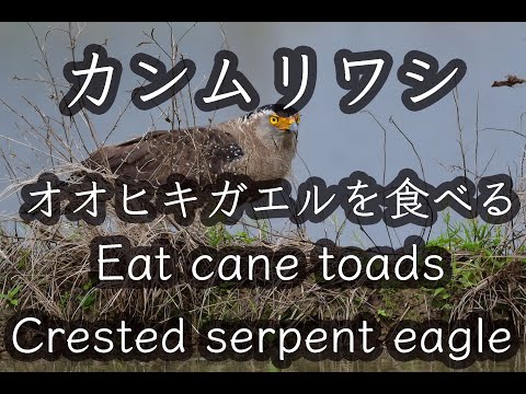 【石垣島動画野鳥図鑑】石垣島の猛禽類 オオヒキガエルを食べるカンムリワシ Crested serpent eagle Eat Cane Toads Wild Birds