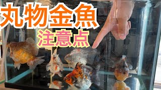 丸物金魚の選び方、注意点について。だるま琉金発送