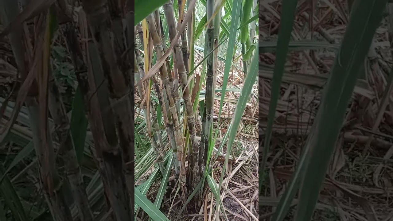 เมื่ออ้อยถึงฤดูหนาว  ก็มีอาการแบบนี้