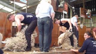 Barony Sheep Shearing 2014, Open Final (Full version)
