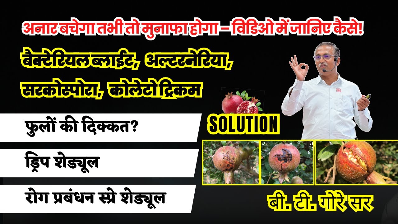 अनार बचेगा तभी तो मुनाफा होगा - विडिओ मे जाने कैसे   ? - @BTGore