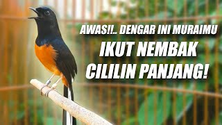 AMPUH MEMANCING BONGKAR ISIAN!! MURAI BATU GACOR FULL ISIAN CILILIN NEMBAK PANJANG MEWAH BIKIN JUARA