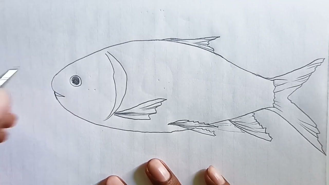 Diagram Of Fishwell Labelled Diagram Of Fish How To Draw