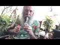 Strain Review: White Cookies (Crop King Seeds) - YouTube