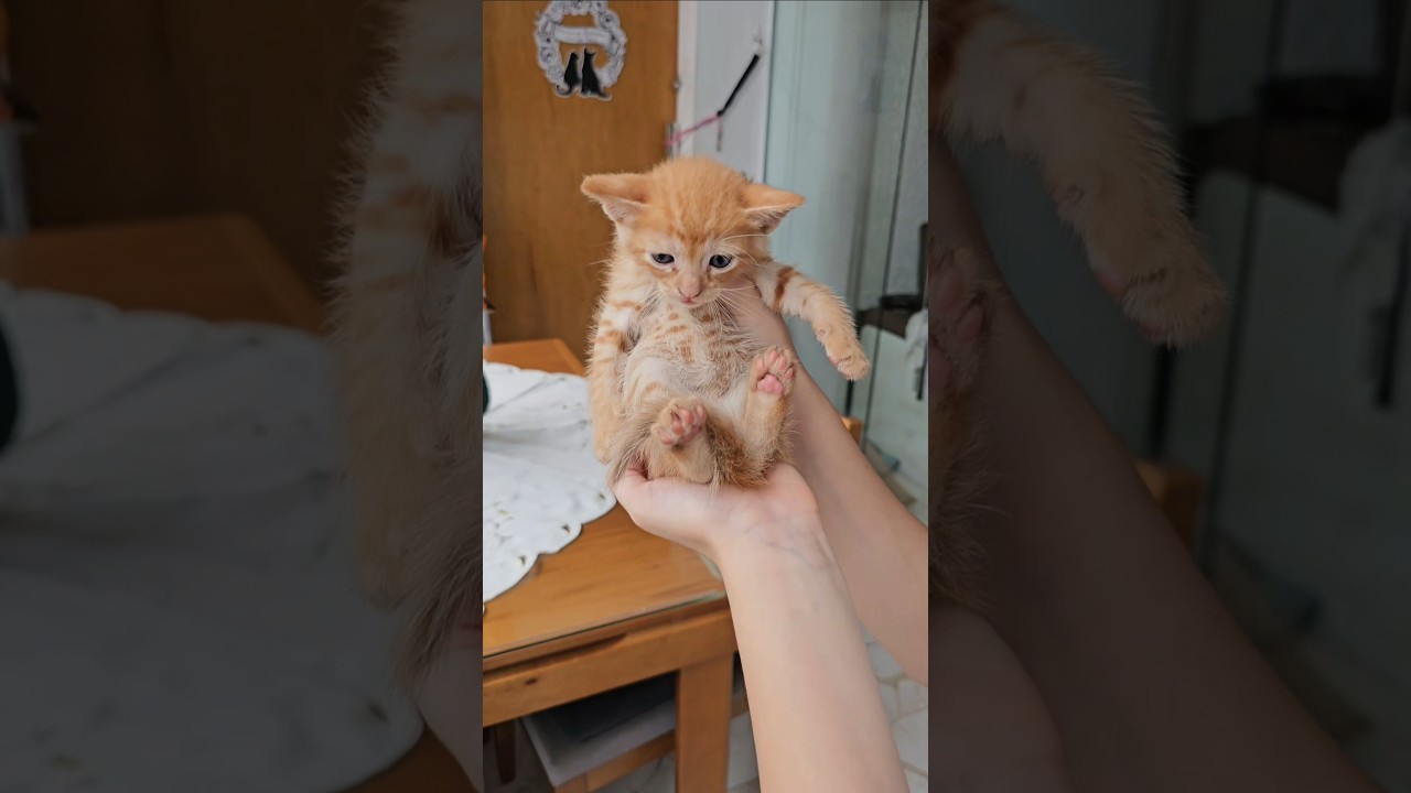 Essa é a vida que pedi pra DEUS. #music #cat