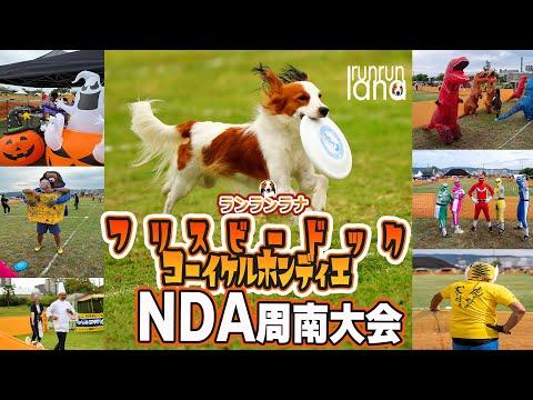 #124 NDA周南大会ディスクドック大会でママさんと仮装してペアで参戦で2位!コーイケルホンディエが5頭も集まって幸せな件