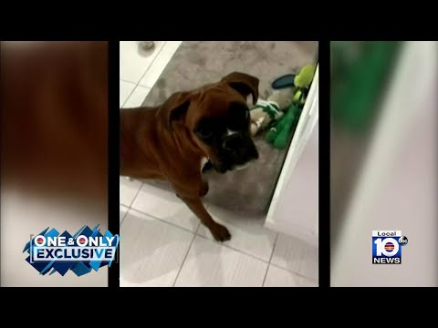 Couple missing beloved dog after it ran away following crash in Kendall