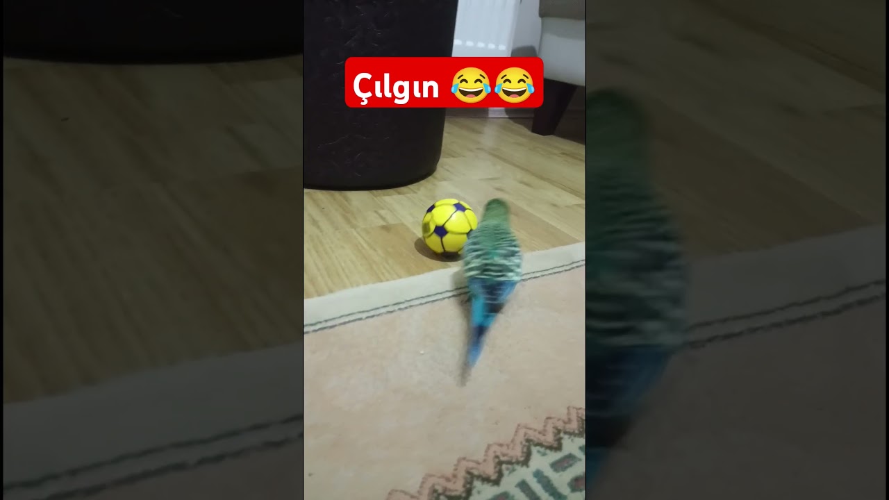 Sizi Top oynamaya Çağırıyor 😂 Gel Gel Gel #muhabbetkuşufıstık #muhabbetkuslari #muhabbetkuşu #birds
