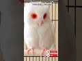 viral smallest albino owl in the world #shorts #viralvideo #albino #owl #smallest