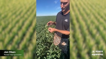 Scouting for Dectes Stem Borer in Soybeans