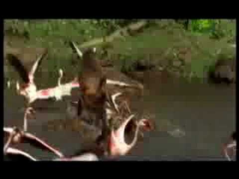 Killer Clips- Baboon Attack