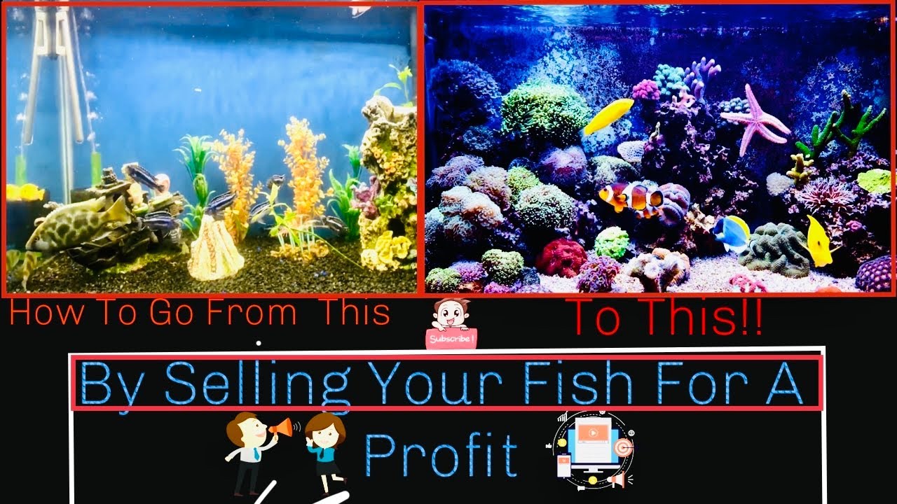 The New Joseph”s Tropical Tanks Aquarium YouTube