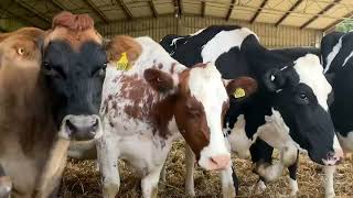 Seaweed Munching Cows To Re-Moo-ve Methane Emissions For Dairy Industry