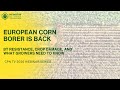European Corn Borer Is Back: Bt Resistance, Crop Damage, and What Growers Need to Know
