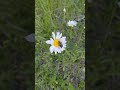 Crab Flower Spider with Caught Bee #spider