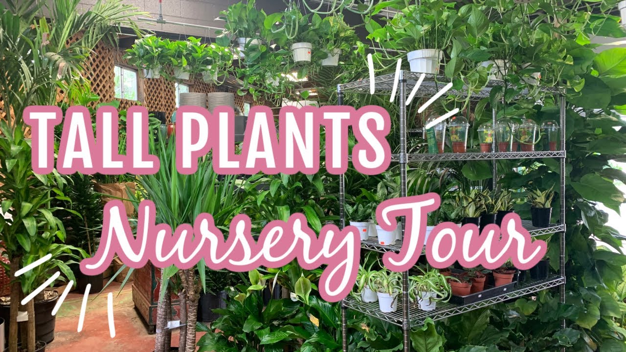 Tall Plants Nursery Tour One Of Houston s Top Nurseries YouTube