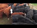 Working Cattle