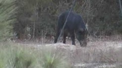 300 Remington Ultra Mag vs 165 lb HOG@ 130 yds.wmv