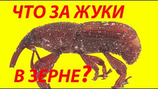 Что за Жуки в Зерне? Нашествие Жуков на Зерно! У Вас Такие Завелись? Что Делать?