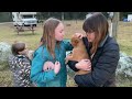Kids meet new red heeler puppy plus squirrels moose and cariboos