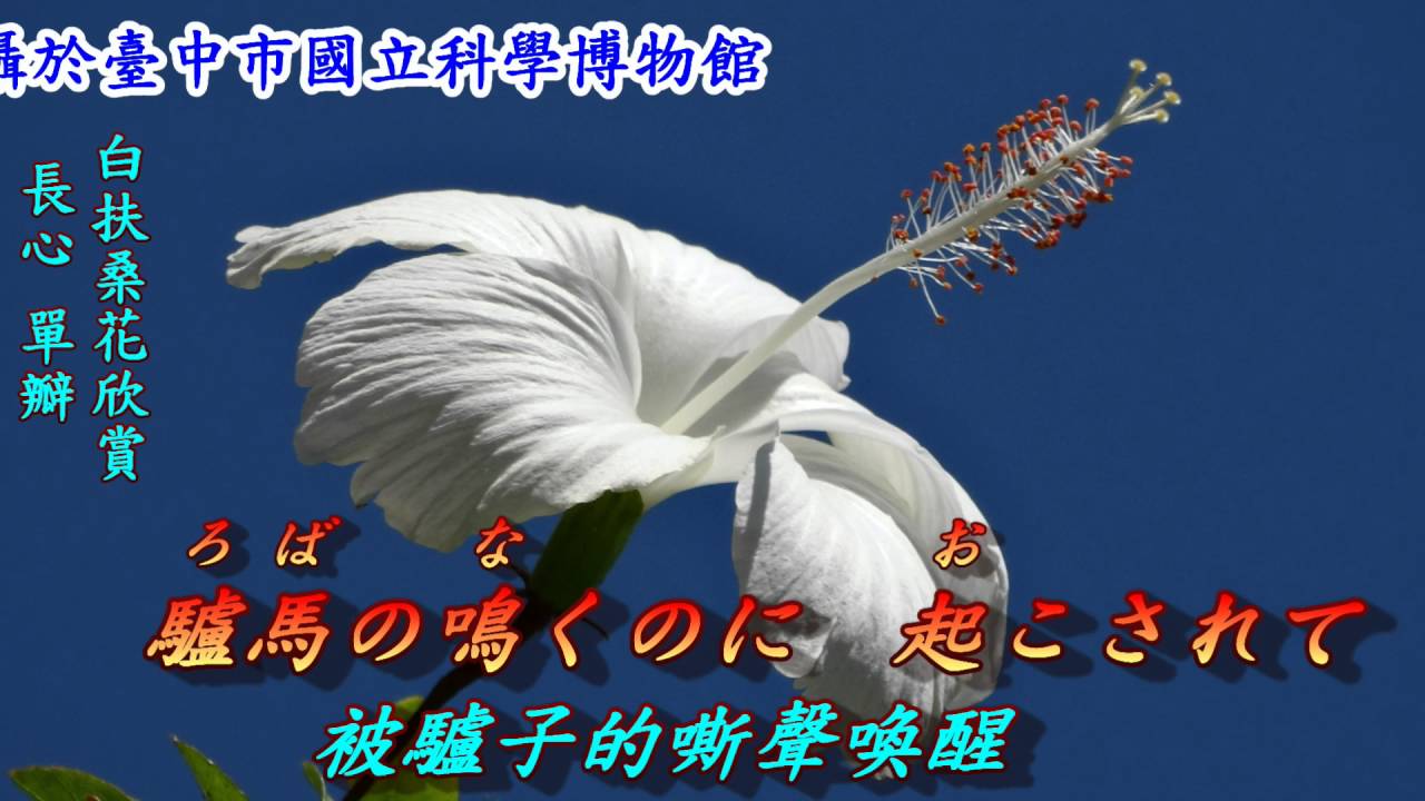 いとしあの星(可愛的星)1940(日語~渡辺はま子+翻譯)銘哥翻唱