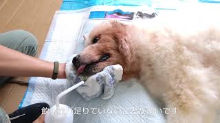 老犬の寝たきりのワンちゃんへの水の飲ませ方 Youtube