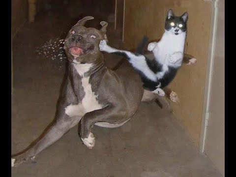 Atarli Giderli Kedi Kopek Kavgalari Cat And Dog Fights Tiktok Cute Kedikopek Crazycat Youtube
